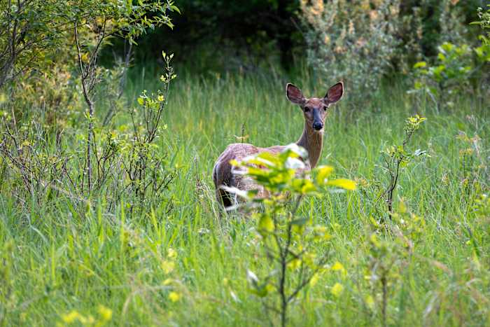 EHD virus detected in deer from 4 Michigan counties -- here’s what to know