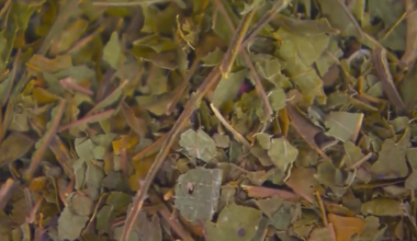 What is kratom? What you need to know about the supplement banned in Arkansas