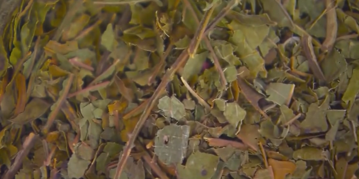 What is kratom? What you need to know about the supplement banned in Arkansas