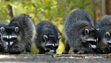 Rabid raccoon found as Harford leads Maryland in animal cases - Baltimore Sun