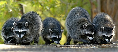 Rabid raccoon found as Harford leads Maryland in animal cases - Baltimore Sun