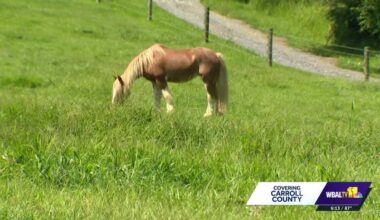 Wild mustang finds safety at horse rescue after capture