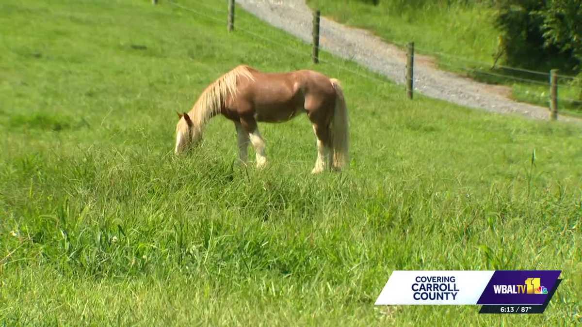 Wild mustang finds safety at horse rescue after capture