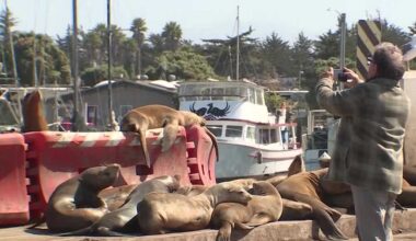 Moss Landing sea lions draw visitors, raise safety concerns