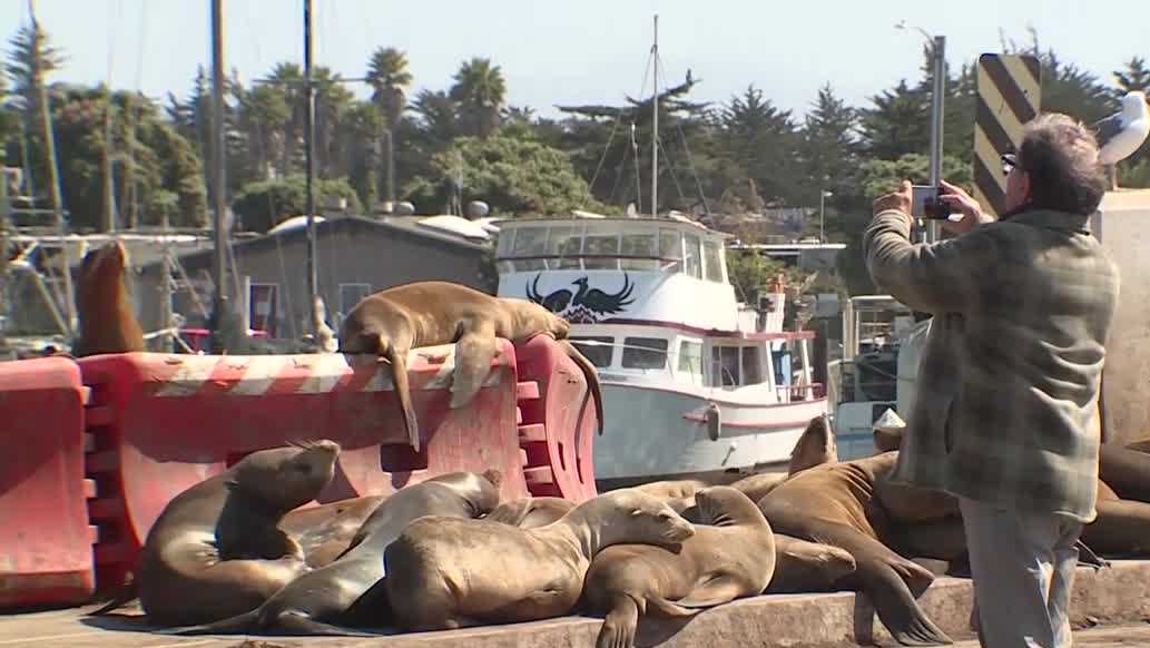 Moss Landing sea lions draw visitors, raise safety concerns