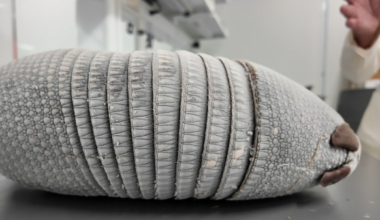 Miami University records first armadillo naturally documented in Ohio