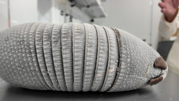 Miami University records first armadillo naturally documented in Ohio