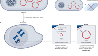 The shared evolutionary capacities of plasmids and extrachromosomal DNA