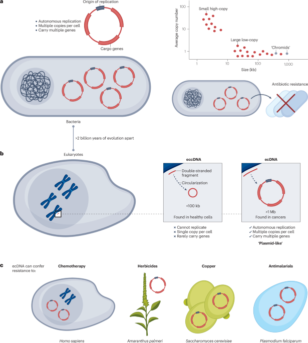 The shared evolutionary capacities of plasmids and extrachromosomal DNA