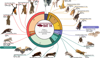 Reference genomes and fossils revise bat family phylogeny and biogeography