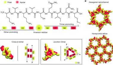 Sequence-encoded hexagonal lattices in multichannel peptide nanofibrils