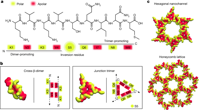 Sequence-encoded hexagonal lattices in multichannel peptide nanofibrils