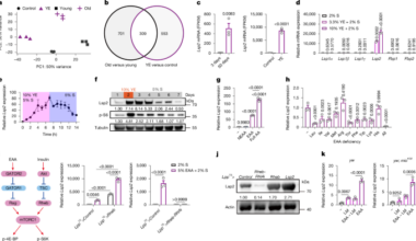 Lsp2 links mTORC1 to TOP mRNA translation and lifespan in Drosophila