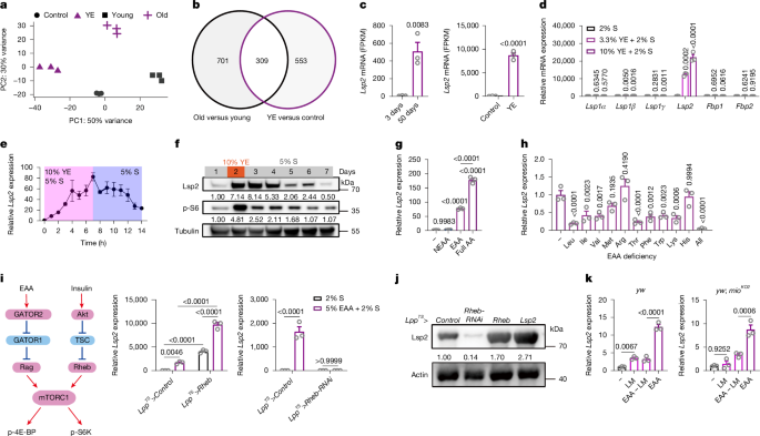 Lsp2 links mTORC1 to TOP mRNA translation and lifespan in Drosophila