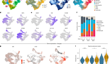 mTORC1 drives cell-autonomous astrocyte reactivity in tuberous sclerosis