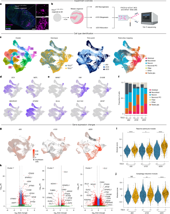 mTORC1 drives cell-autonomous astrocyte reactivity in tuberous sclerosis