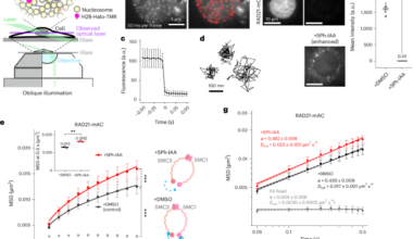 Cohesin prevents local mixing of condensed euchromatic domains in living human cells