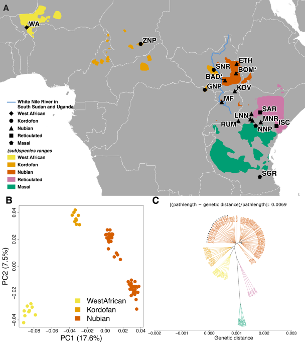 Genomic insights into the persistence of Nubian giraffe (Giraffa camelopardalis camelopardalis) in conflict-affected South Sudan