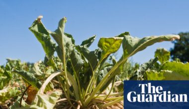 Most of UK’s essential food supply grown in drought-risk areas, report warns | Food & drink industry