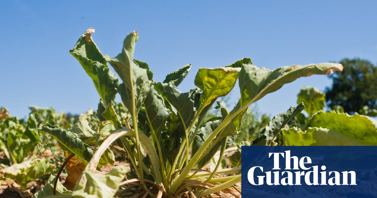 Most of UK’s essential food supply grown in drought-risk areas, report warns | Food & drink industry