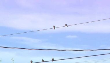 Hawk reportedly shot off power line in Cape Coral under investigation, FWC says