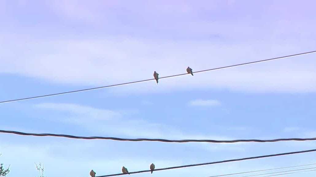 Hawk reportedly shot off power line in Cape Coral under investigation, FWC says