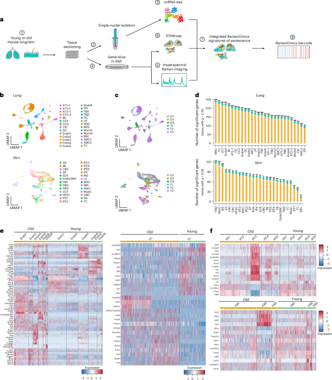 Fig. 1: RamanOmics workflow and dynamics of gene regulation across ages and tissues.