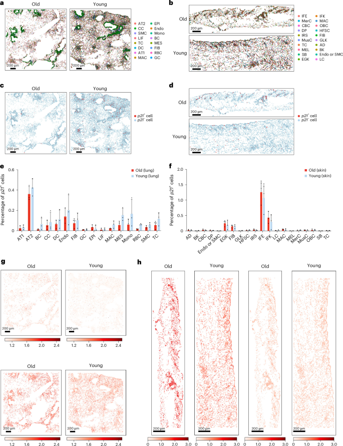 Fig. 3: Spatial transcriptomic landscape of senescent cells in mouse lung and skin at different ages.