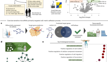 Exercise enhances aged chondrocyte health through microRNA-29-enriched extracellular vesicles