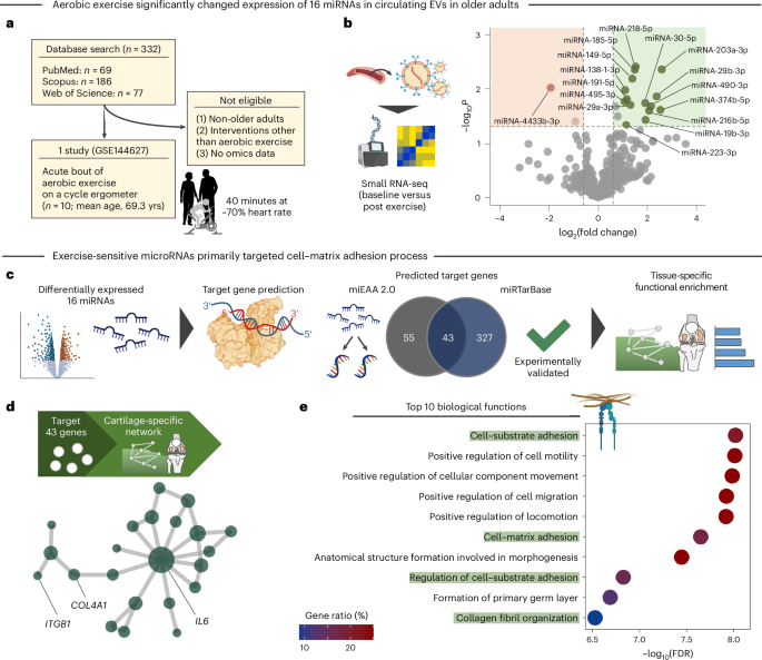 Exercise enhances aged chondrocyte health through microRNA-29-enriched extracellular vesicles