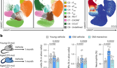 Cytotoxic CD4+ T cells support age-associated myelopoiesis