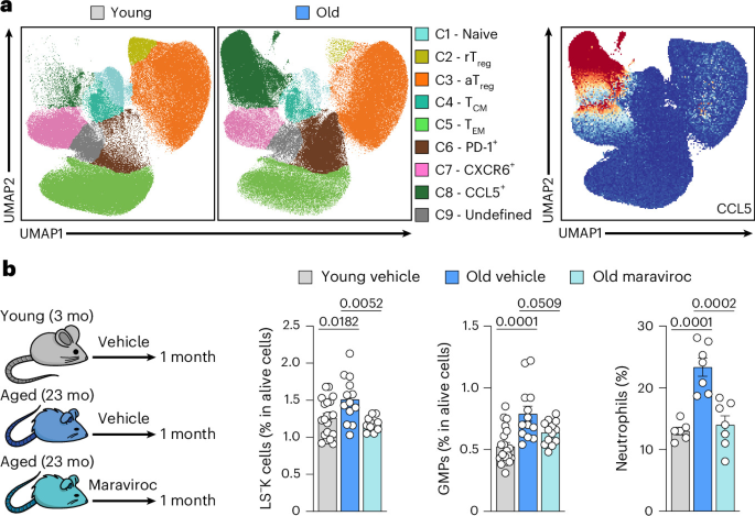 Cytotoxic CD4+ T cells support age-associated myelopoiesis