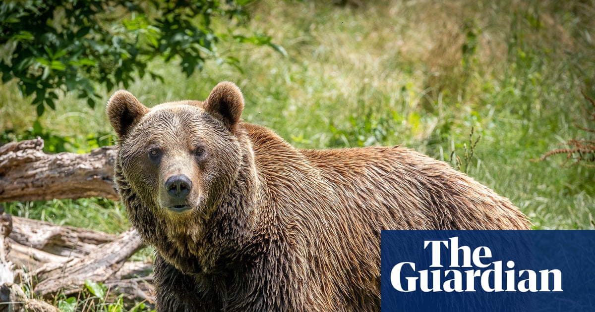 ‘So big and so close’: spotting endangered bears on a trip to northern Spain | Spain holidays
