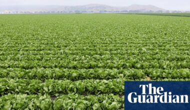 US lettuce prices wilt as costs for other goods remain stubbornly high | US news