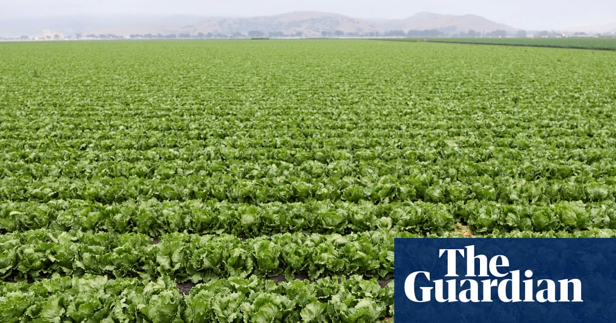 US lettuce prices wilt as costs for other goods remain stubbornly high | US news