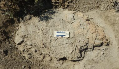 First-ever adult Tyrannosaurus rex trackway discovered in North Dakota badlands