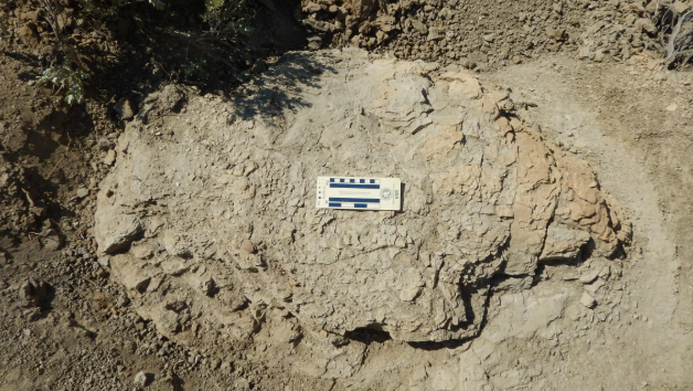 First-ever adult Tyrannosaurus rex trackway discovered in North Dakota badlands