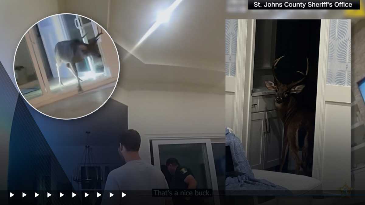Florida deputies help buck out of home and swimming pool