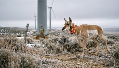 GPS collared pronghorn walking through Wyoming sagebrush near wind turbines, 5 wyoming winters