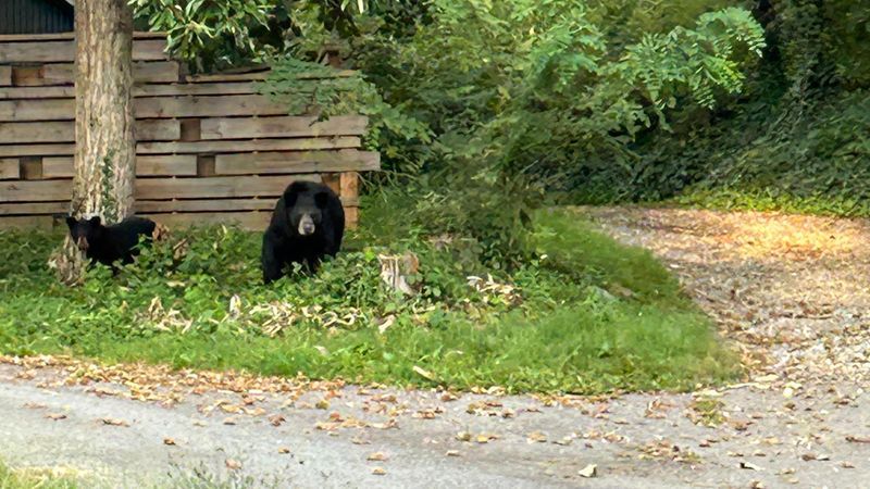 2026 - Bears seen near north Asheville area where a bear injured a resident in August 2026. (Photo courtesy: Hannah Furgiuele)
