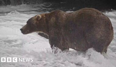 'Backpack' declared Alaska's Fat Bear Week winner - BBC