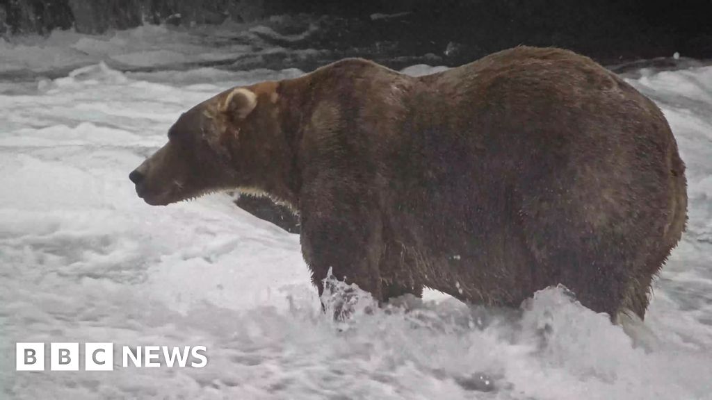 'Backpack' declared Alaska's Fat Bear Week winner - BBC