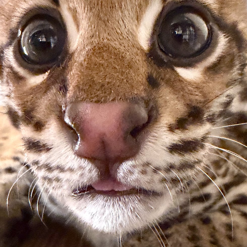 Caldwell Zoo names endangered ocelot kittens after beloved comic