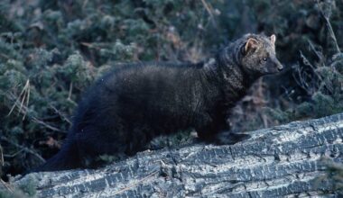 Police say person attacked by fisher in Lebanon, New Hampshire