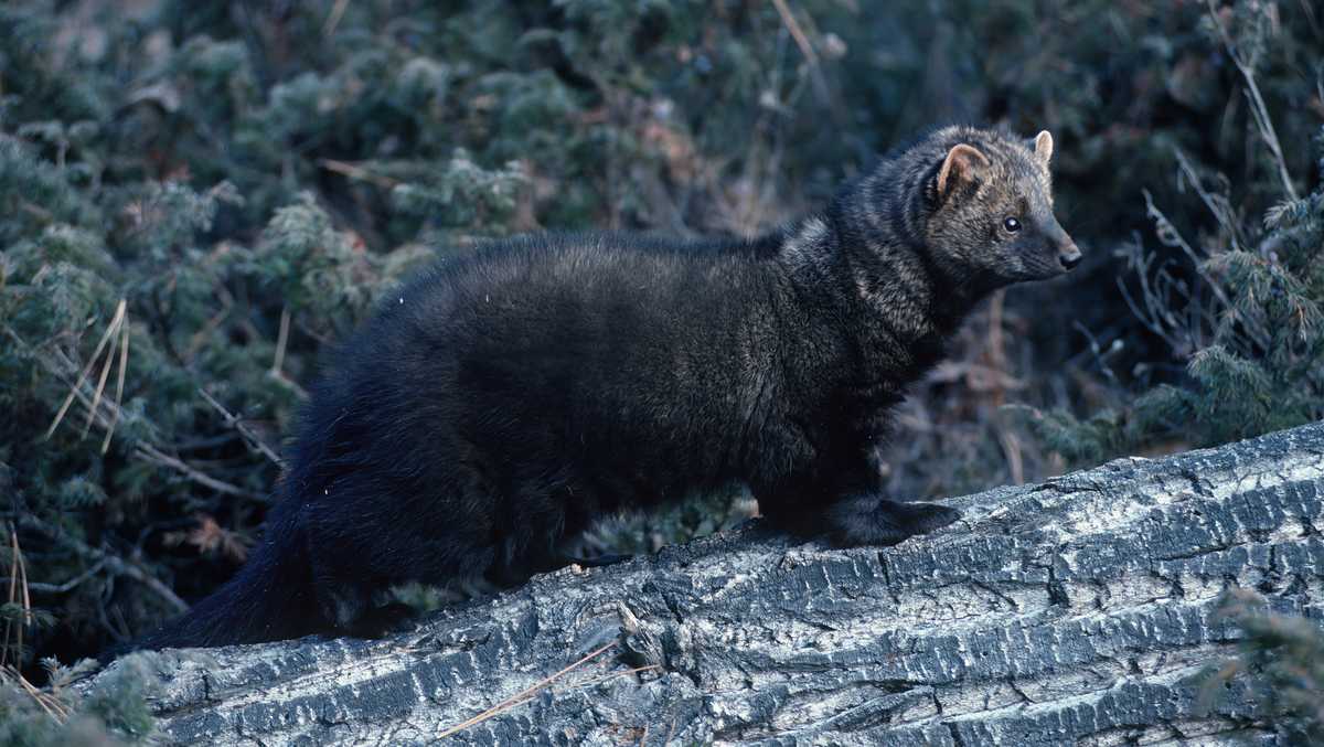 Police say person attacked by fisher in Lebanon, New Hampshire