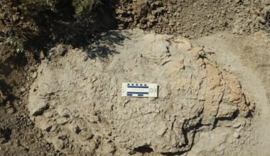 First-ever adult Tyrannosaurus rex trackway discovered in North Dakota badlands