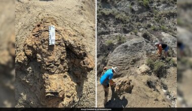 First Known Trail Of Adult Tyrannosaurus Rex Footprints Found, Reveals How Fast The Dinosaur Moved