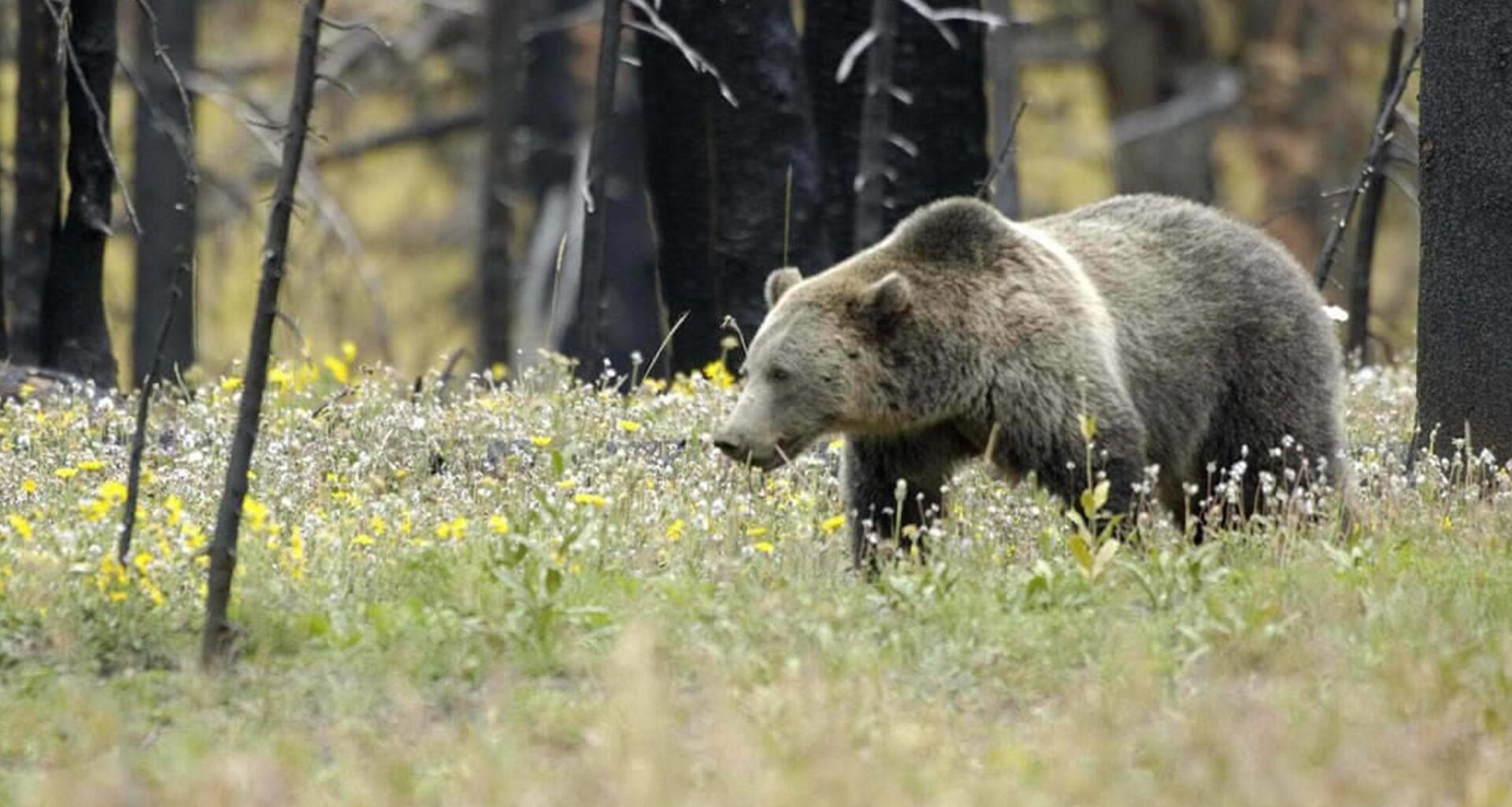 Grizzly spotted in mountains east of Coeur d'Alene
