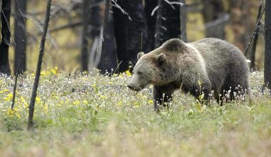 Grizzly spotted in mountains east of Coeur d'Alene