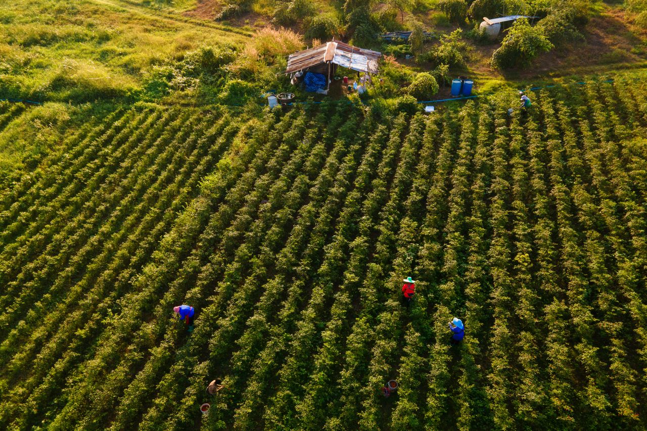 Aerial view of workers on a farmCredit: Getty